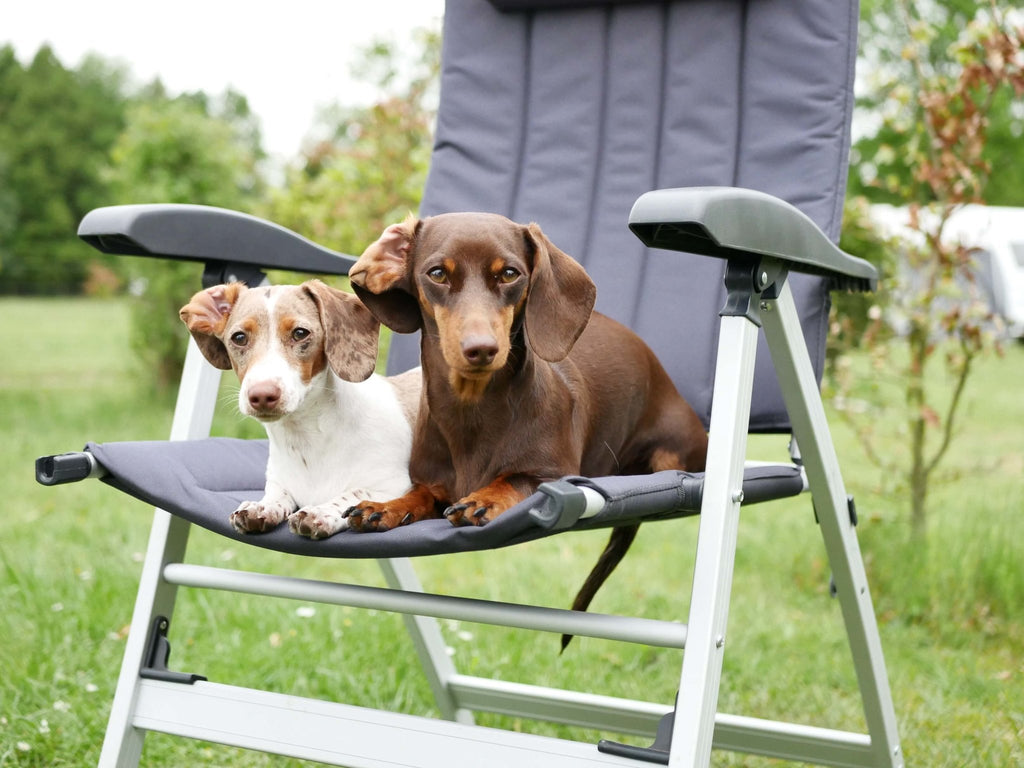 Camping mit Hund - Urlaub mit den Minidachshundgirls - Fibi & Karl