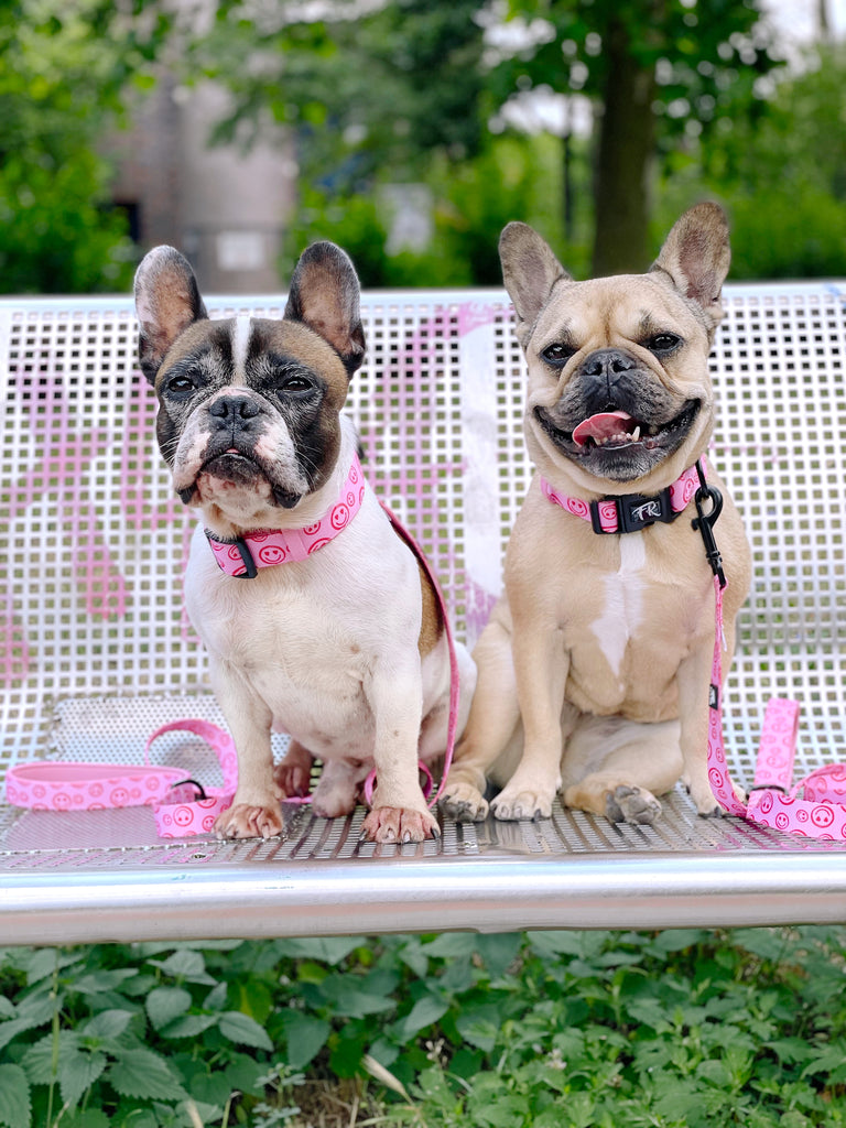 Hundehalsband Happy Hearts - Fibi & Karl Frenchies