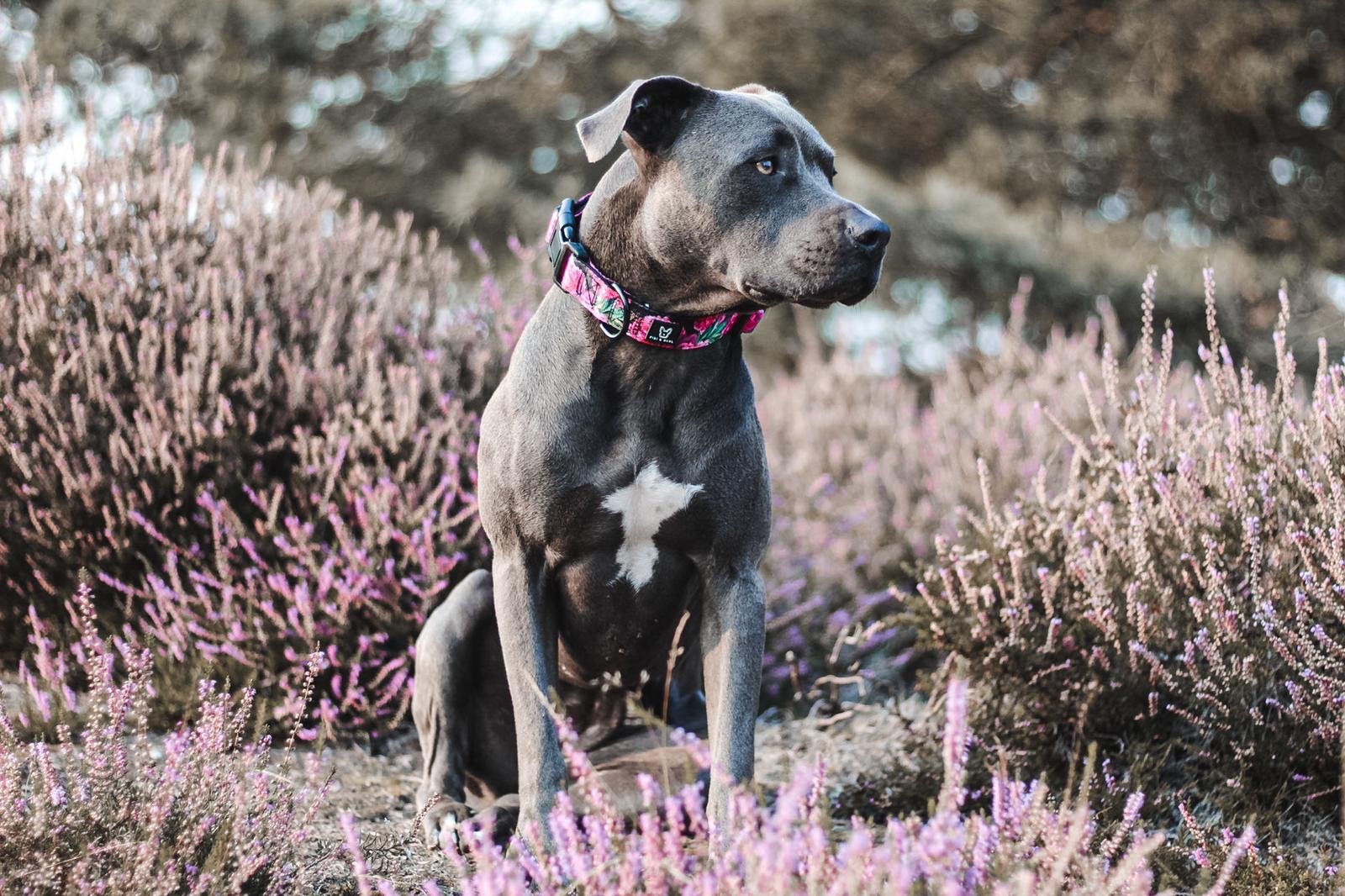 Hundehalsband Empowerment