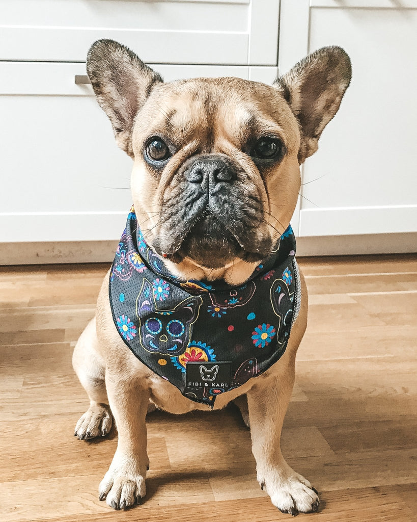 Bandana Réglable Halloween Pour Chien - Lot De 2 - Motif Sorcière Et Citrouille - Pour Petit, Moyen Et Grand Chien - 13
